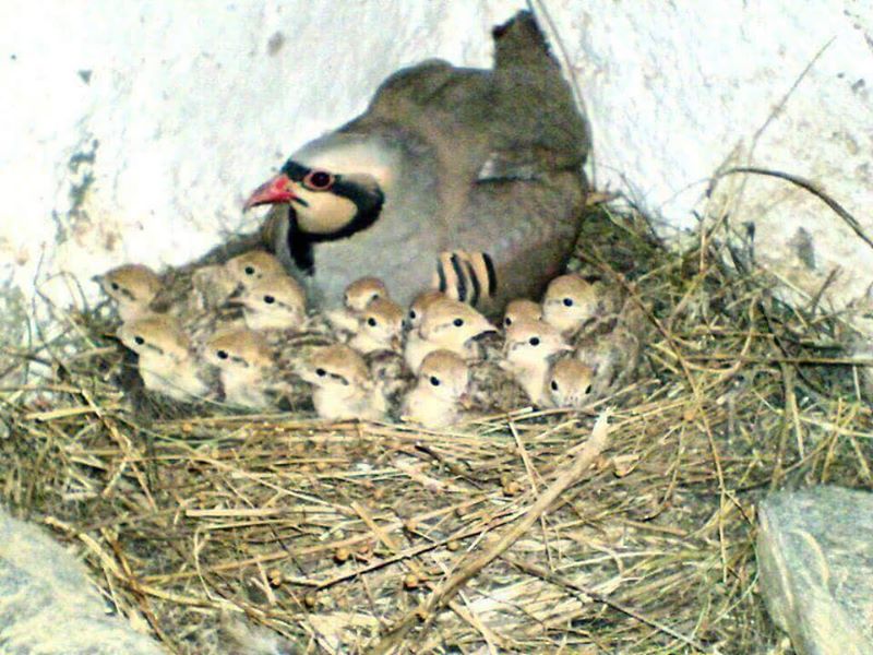 Urfa Kınalı Kekliği