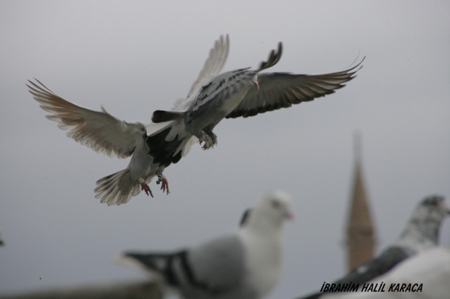 Urfa'nın Şanlı Kuşları