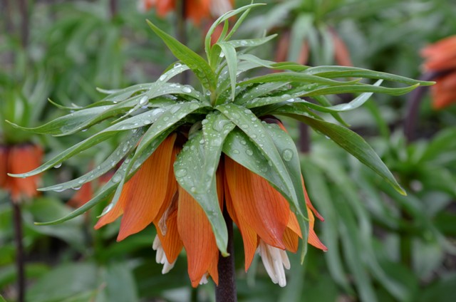 Şanlıurfa Siverek Ters Lale