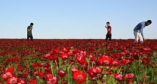 Şak Şakoları renk cümbüşü oluşturuyor