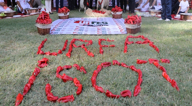 URFES İsot Festivali-Şanlıurfa