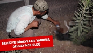 Belediye görevlileri yardıma gelmeyince öldü
