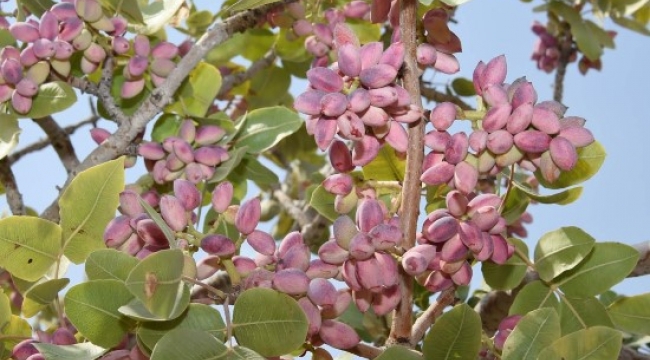 Fıstık cennetinde hasat başladı