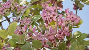 Fıstık cennetinde hasat başladı