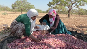 Fıstık'ta rekoltede fiyatta düştü