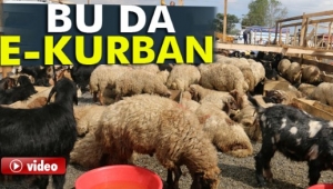 İnternetten incele, pazardan al