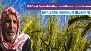 Urfa'daki Hububat desteklemeleri yine ödenmedi