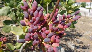 Antep'teki Fıstık festivaline hangi Urfalılar katılacak