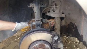 Araç içine sıkışan kediyi itfaiye kurtardı