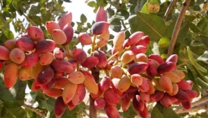 Birecik ilçemizde Fıstık Festivali düzenlenecek