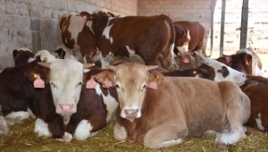 Eyyübiye'de Kurban Satış ve Kesim yerleri