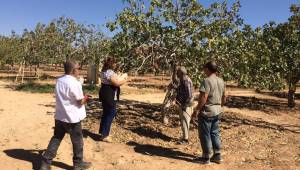 Fıstık'ta dal kurumaları tespit edildi