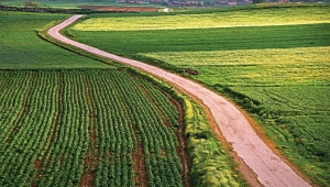 GAP’ta toprak suyla kavuşunca üretim patladı