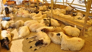 Karaköprü'de Kurban Satış ve Kesim Yerleri belirlendi