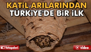 Katil arılarından Türkiye'de bir ilk