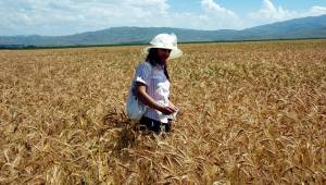 Kıraç arazilerde yetişen alternatif Ürün