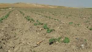 Şanlıurfa’da ilk kez kabak ekimi yapılıyor