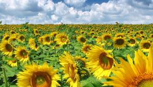 Şanlıurfa'da Üretilen Ayçiçeği Miktarı açıklandı