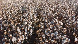 Urfa'da Beyaz altın hasadı başlıyor