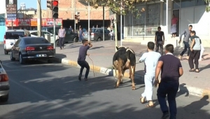 Urfa'da Kaçan Dana sahibini ezdi