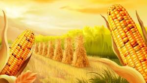 Urfa'da Mısır desteklemeleri hesaplara yattı