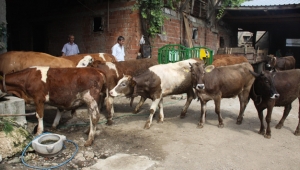 Urfa'daki Büyükbaş hayvan sayısı açıklandı