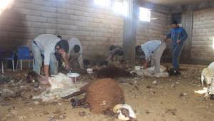 Besiciler koyunları kırkmaya başladı