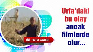 Ektiği mısırları bir gecede kayboldu