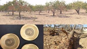 Fıstık Kurumaları ile ilgili açıklama