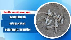 Ortaya çıkan kemikler merak konusu oldu