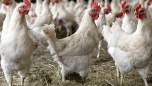 Şanlıurfa’da 651 bin 760 kümes hayvanı var