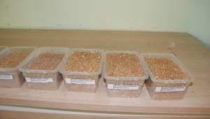 Urfa'da Makarnalık Buğday alıcı bulmadı