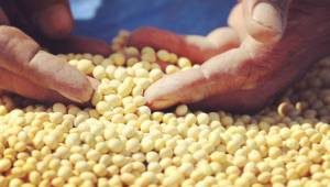 Urfa'ya uygun yeni alternatif tarım ürünü geliştirildi