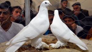 Otomobil fiyatına güvercin