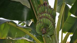 Şanlıurfa’da muz üretildi