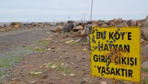 Siverek’te kuduz alarmı