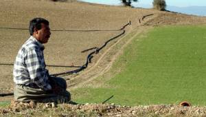 Buğday kuraklık verim sigortası kapsamına alındı