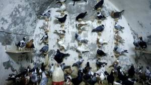 Dünya Urfa'daki Güvercinleri Konuşuyor