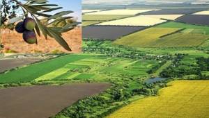 Harran Ovasına 1 milyon zeytin fidanı dikilecek