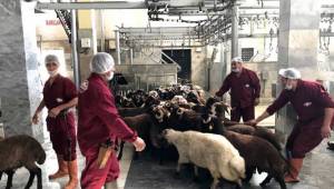 Kızılay’dan Vekaletle Kurban Kesimi