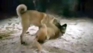 Siverek'te Hayvan canilerine ceza yağdı - Video Haber