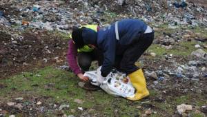 Sokak Hayvanları için Tedbirler alınıyor (Videolu Haber)