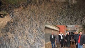 Viranşehir'de ücretsiz fidan dağıtıldı