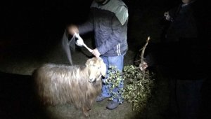 20 gündür kayalıklarda mahsur kalan keçiyi AKUT kurtardı