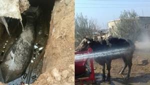 Boğa foseptik çukuruna düştü