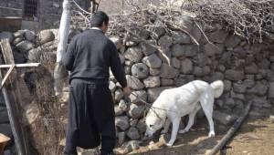 Boynuna ip dolanan köpek sakinleştirici iğneyle kurtarıldı