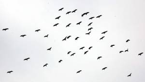 Kelaynaklar Doğaya bırakıldı