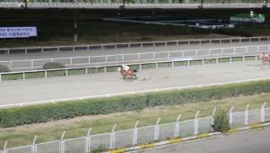 Safkan Arap atlarının şampiyonu Taşçı Pehlivan oldu