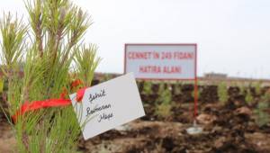 15 Temmuz şehitleri için fidan dikildi