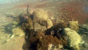 Çoban Köpeği 21 Koyun'u telef etti